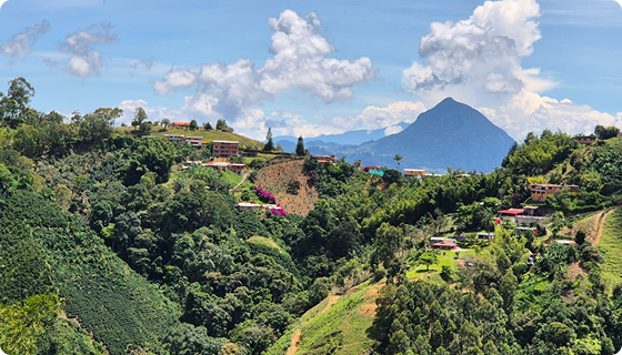 Valle cafetero