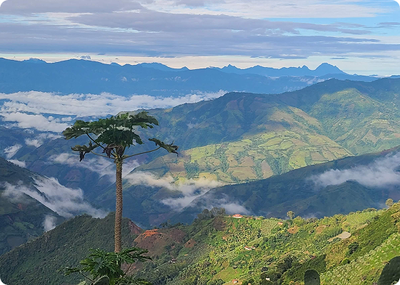 Paisaje de montaña cafetera