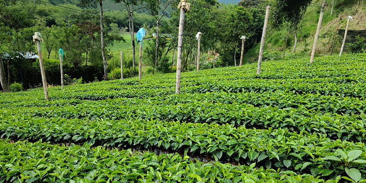 Cultivo de café